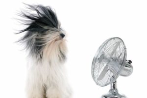 Summer Pet Safety Tips