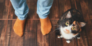 pets hvac safety