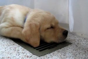 pets hvac safety