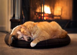 pets hvac safety