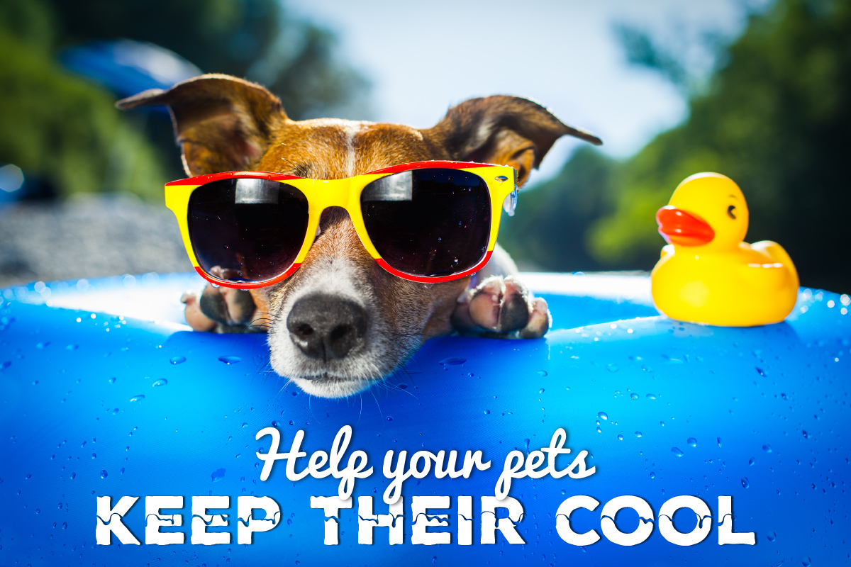 keep pets cool